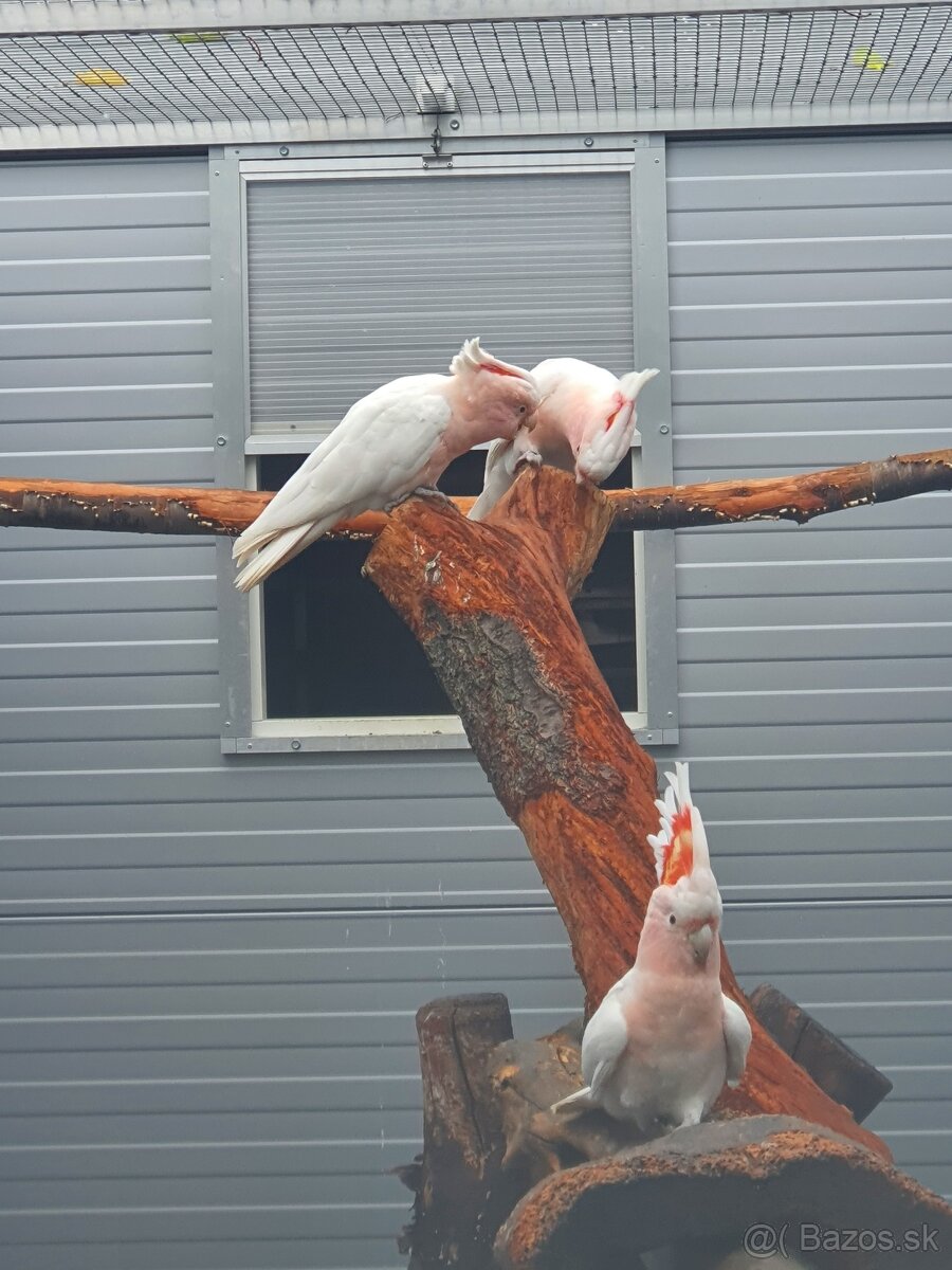 Inka,ruzovy lutino, horsky - 4