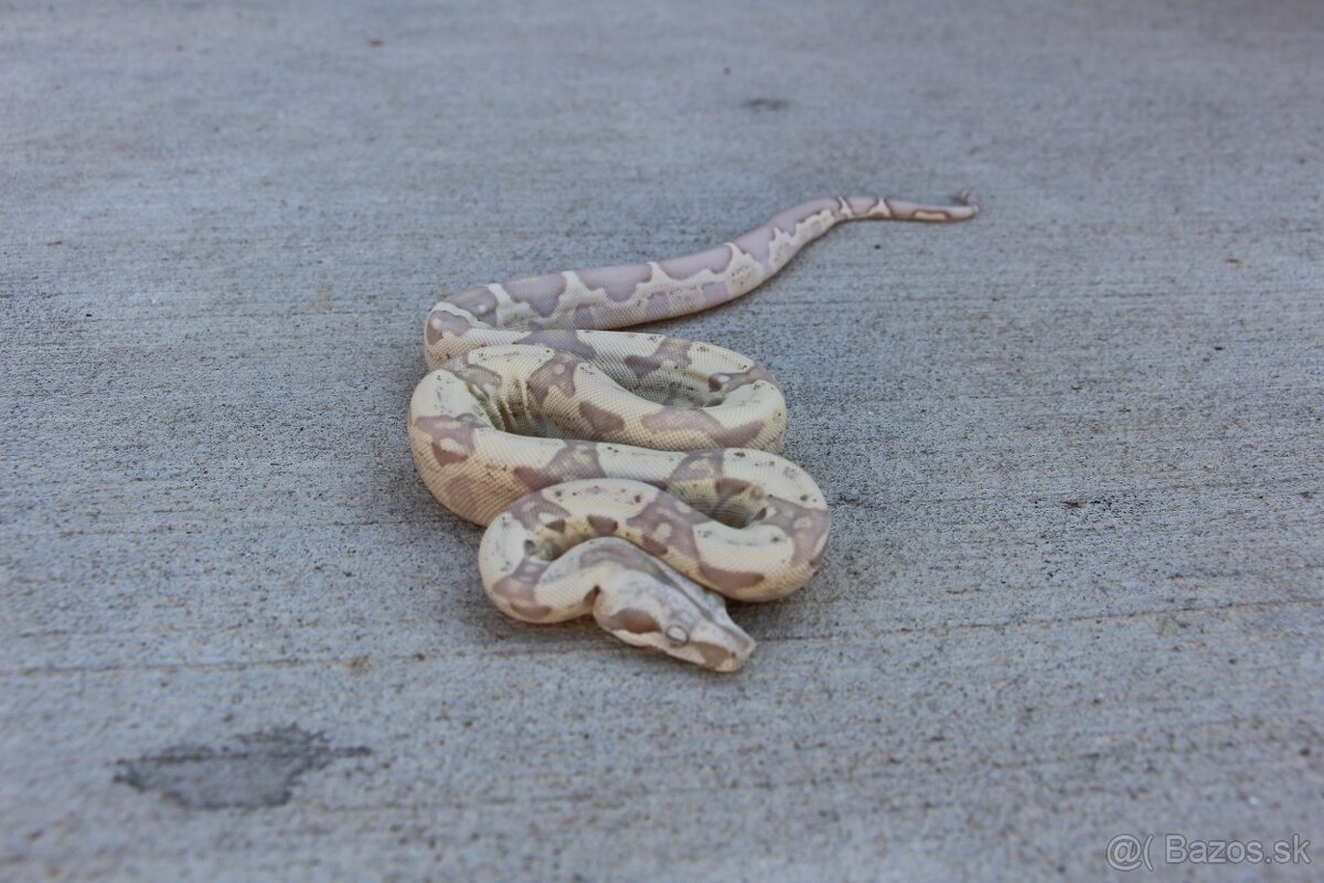 Veľhad kráľovský, Boa constrictor - 4