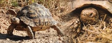 Korytnačka, korytnačky, suchozemská, vodná, ostrohata - 4