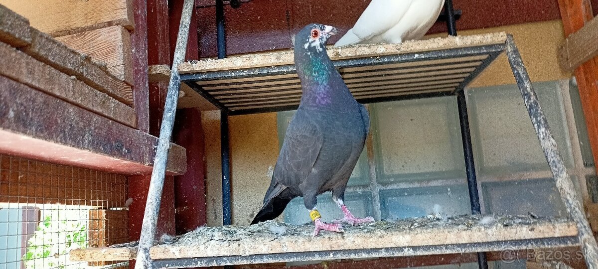 Poštové holuby - 4