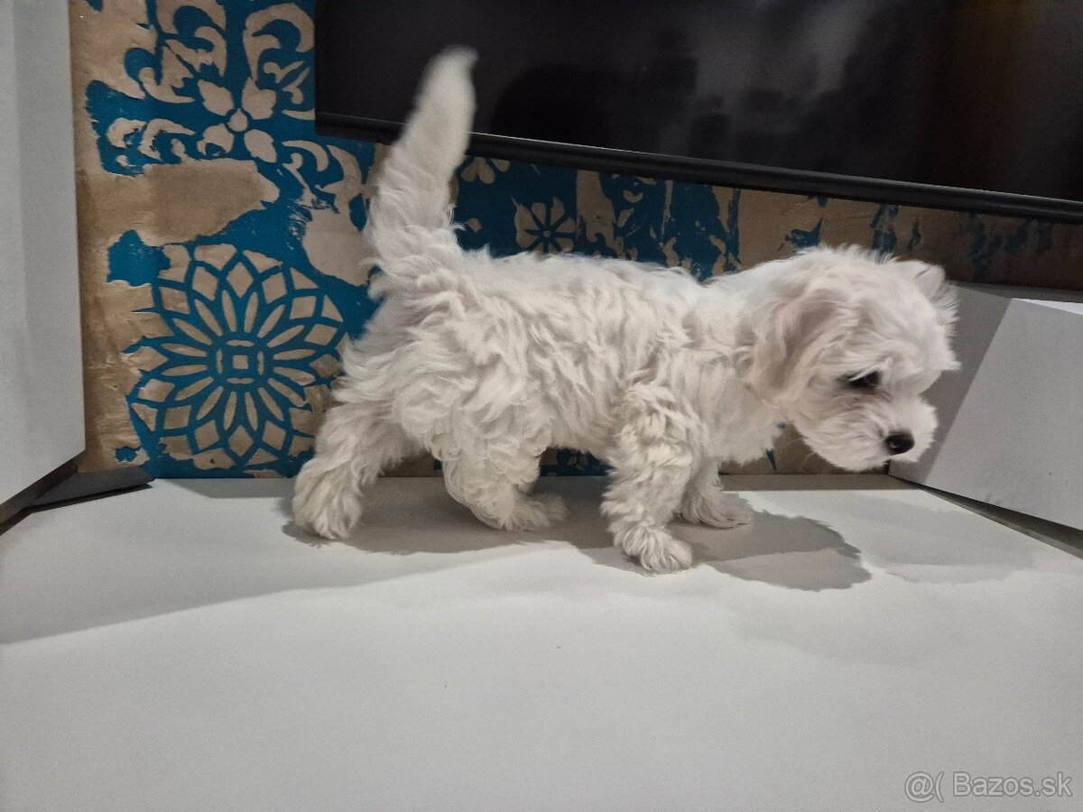 Mini maltezák - 4