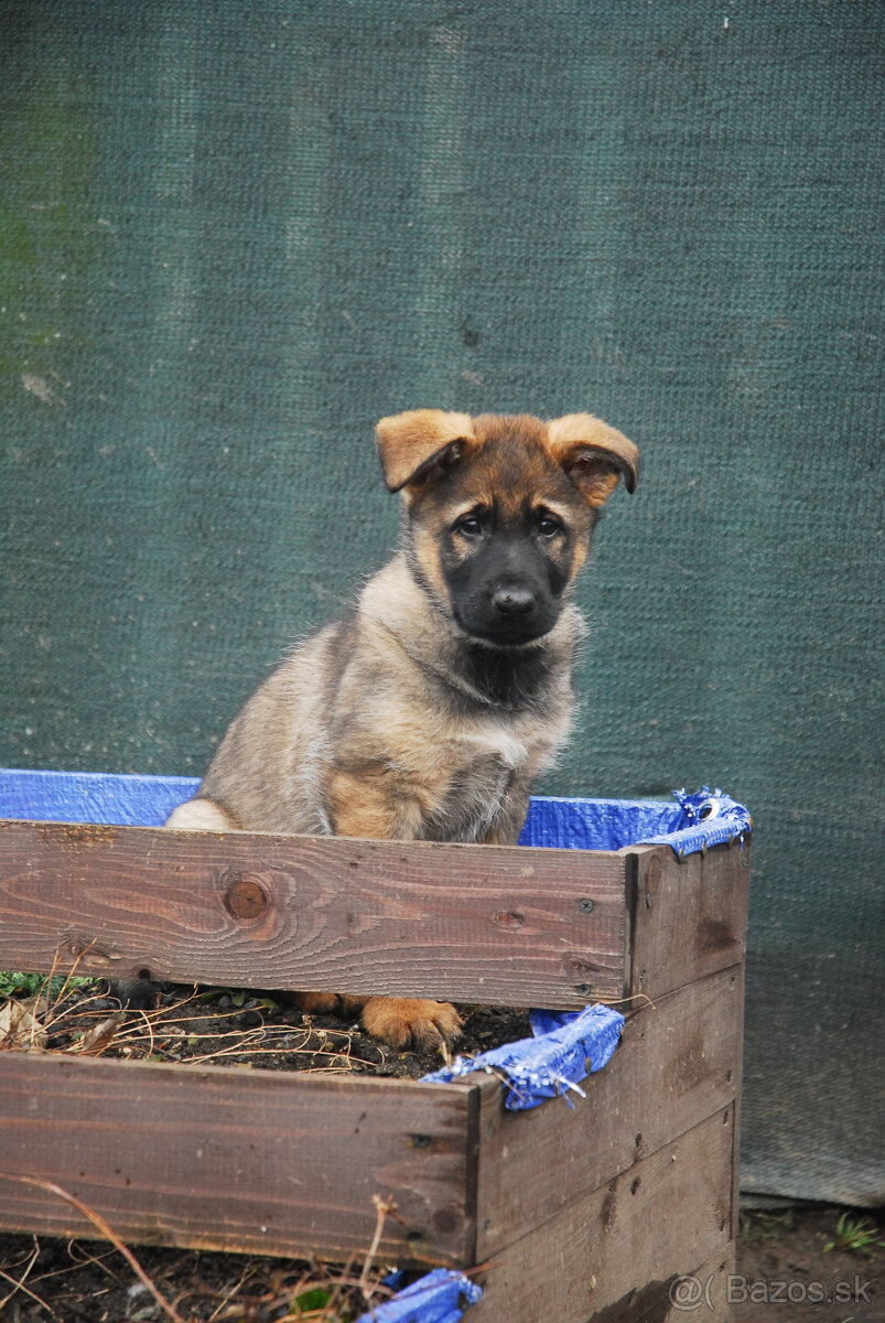 Nemecký ovčiak s PP - 4