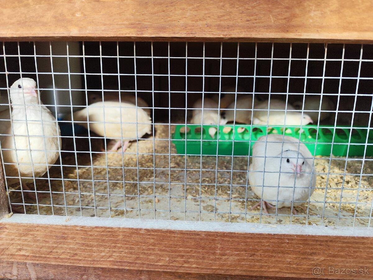 Texas prepelice kohuti - 4