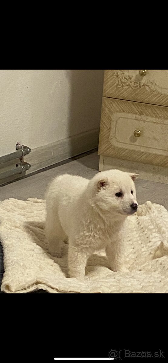 Akita -shiba inú - 4