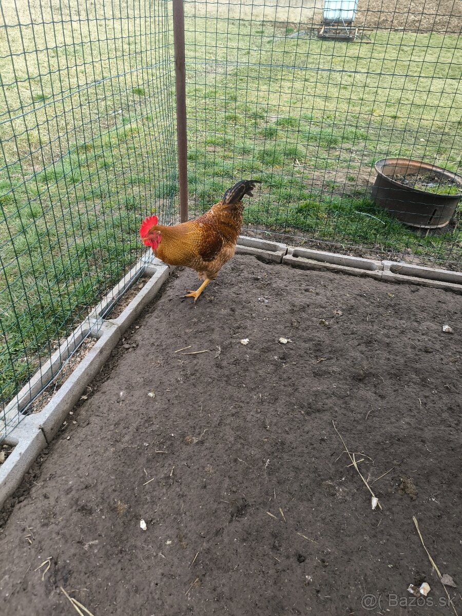 Predám kohuta - 4