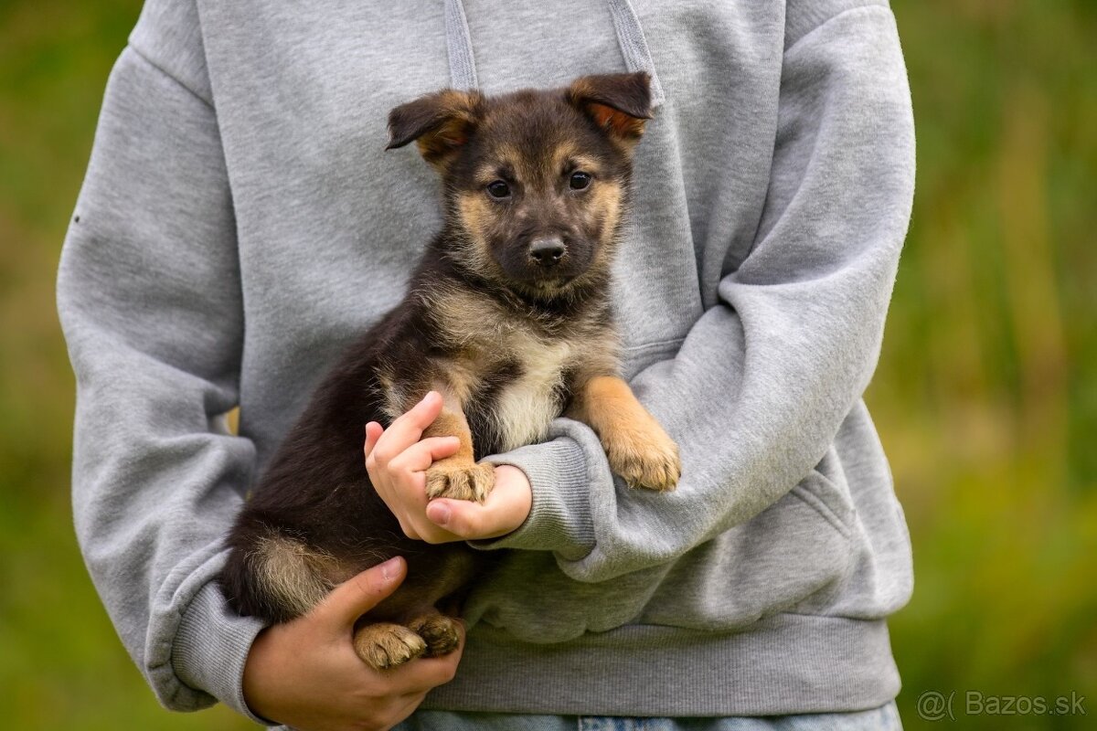 Darujem originálne šteniatka - mix husky / vlčiak / jazvečík - 4