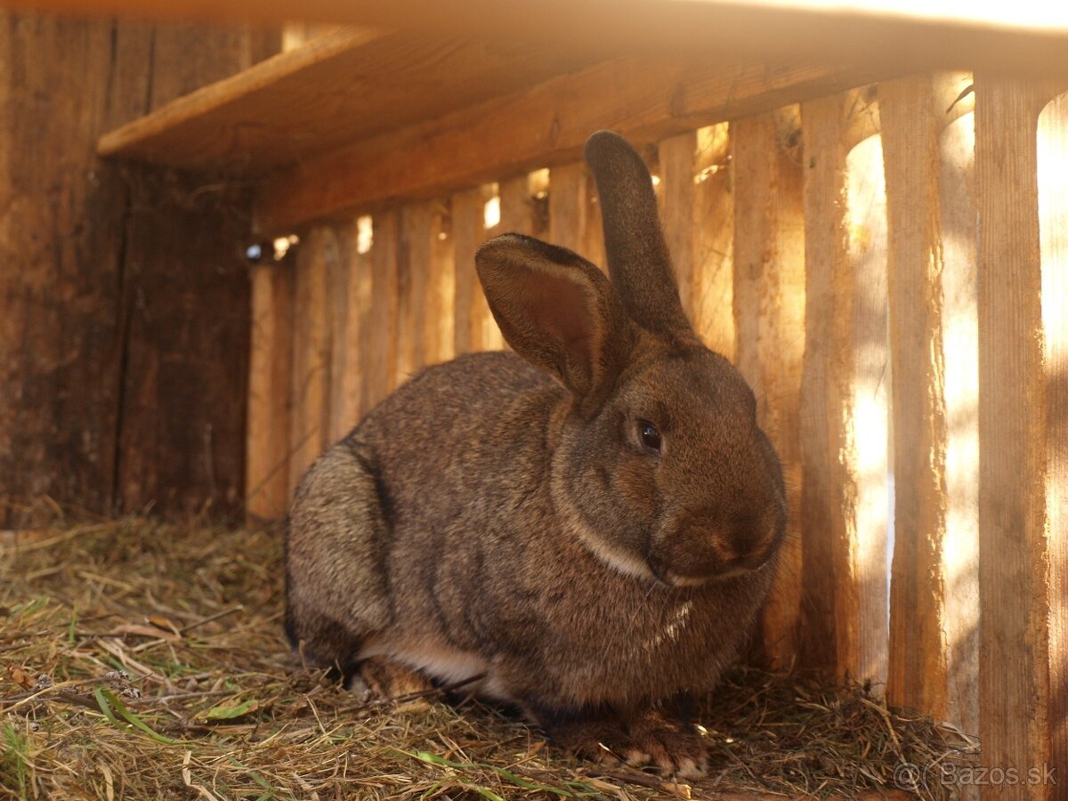 zajace z voľného výbehu a voliéry- ideálne na chov - 4