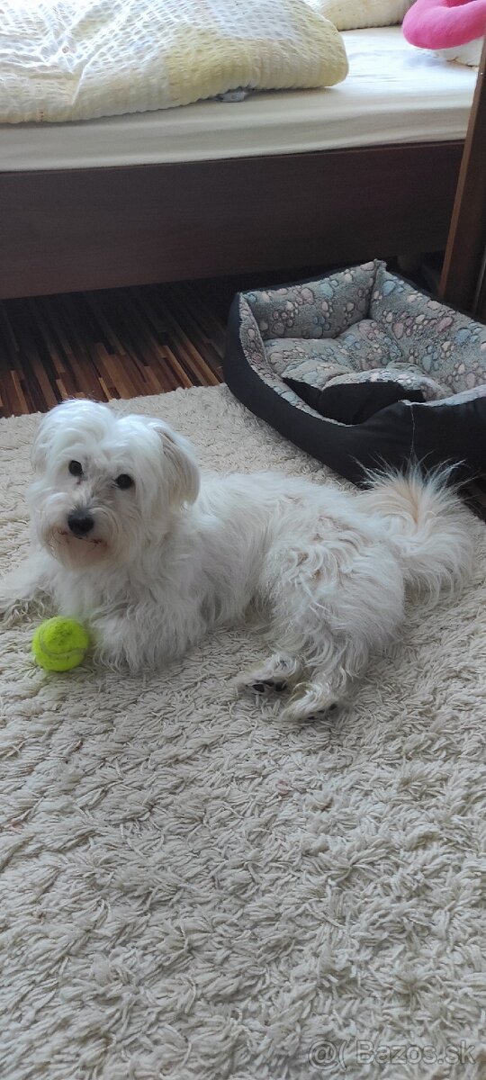 Stráženie psov - 4