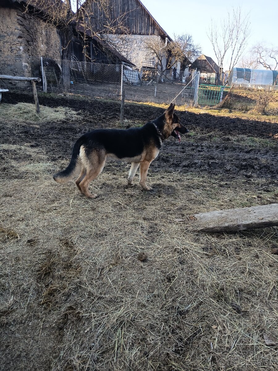 Predám nemecký ovčiak - 4