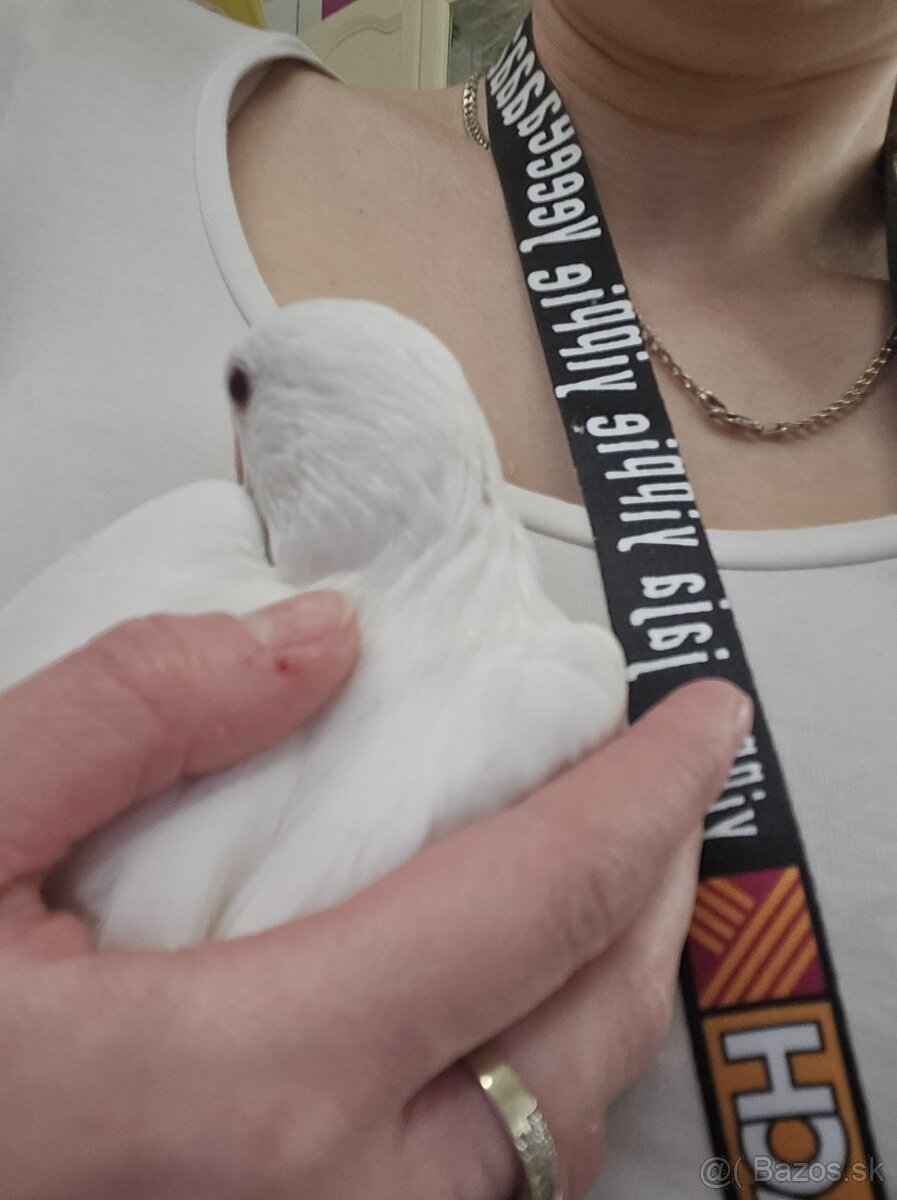 Predám alexander malý - 4