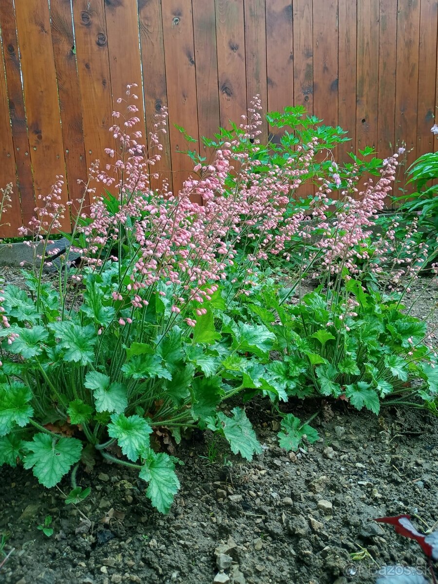 Heuchera - 4