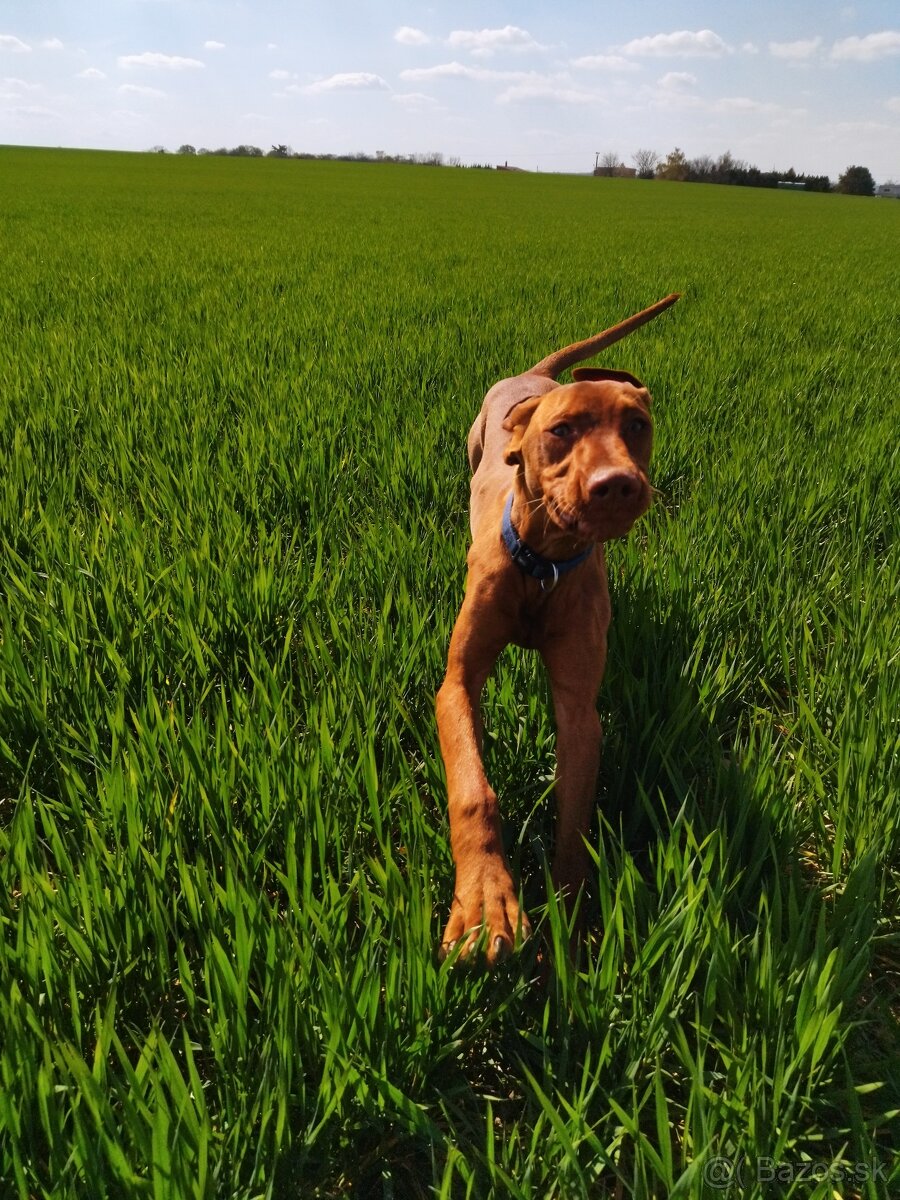 Maďarská vyžla na krytie - 4