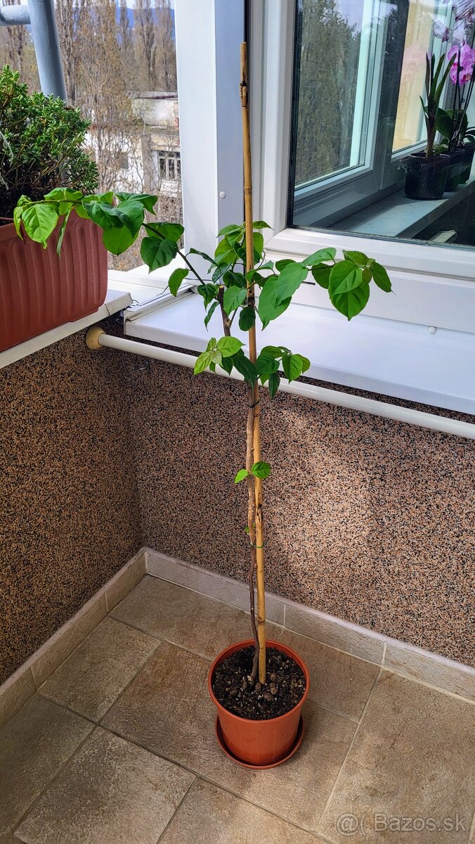 Bugenvilea (Bougainvillea) červená - 4