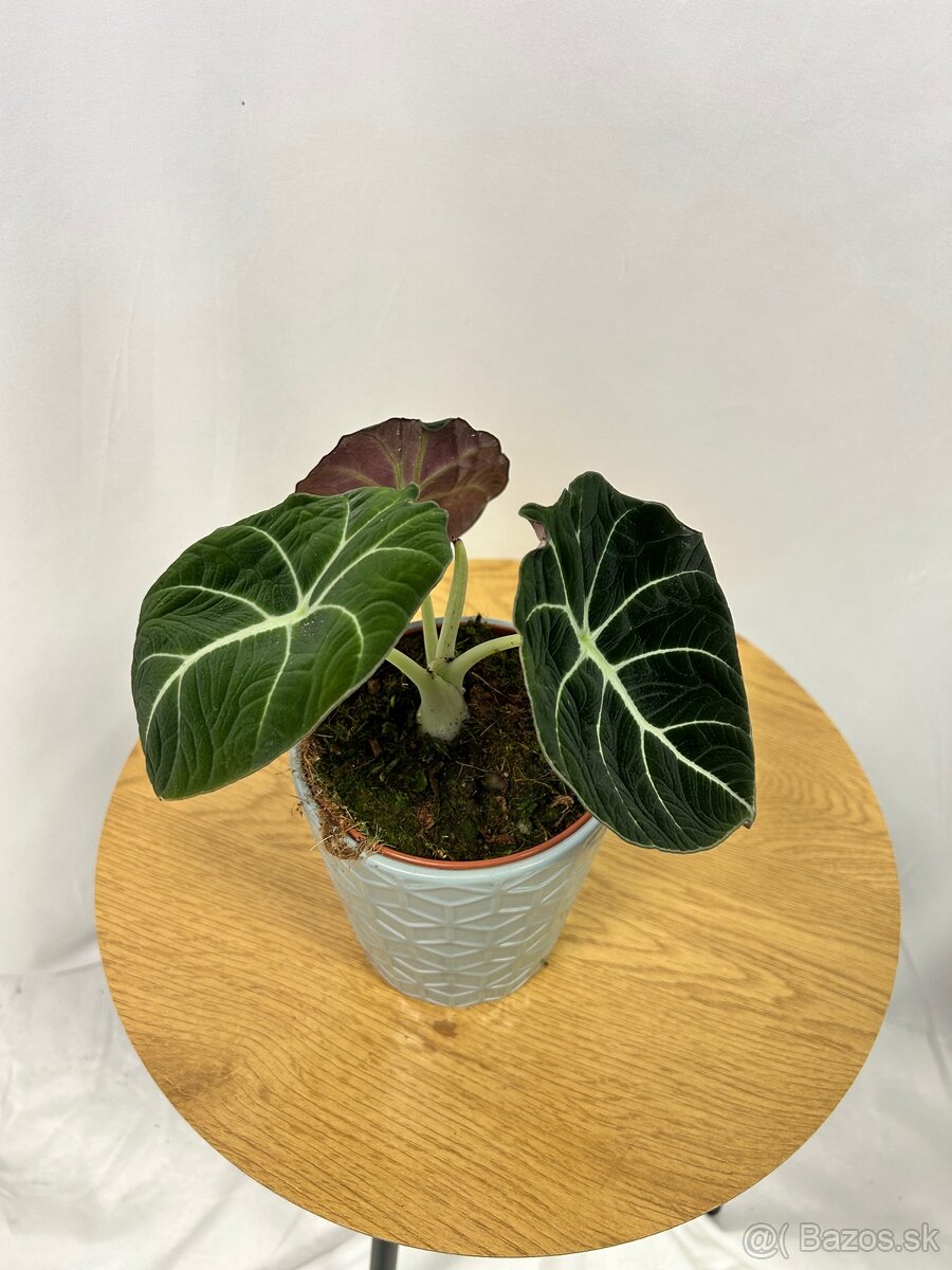 Alocasia Black Velvet - 4