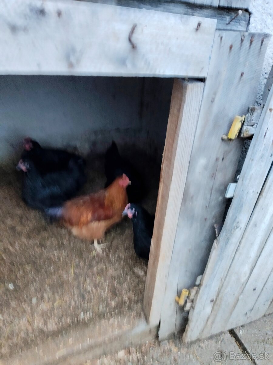 Predám kohúty a moriak bronzový - 4