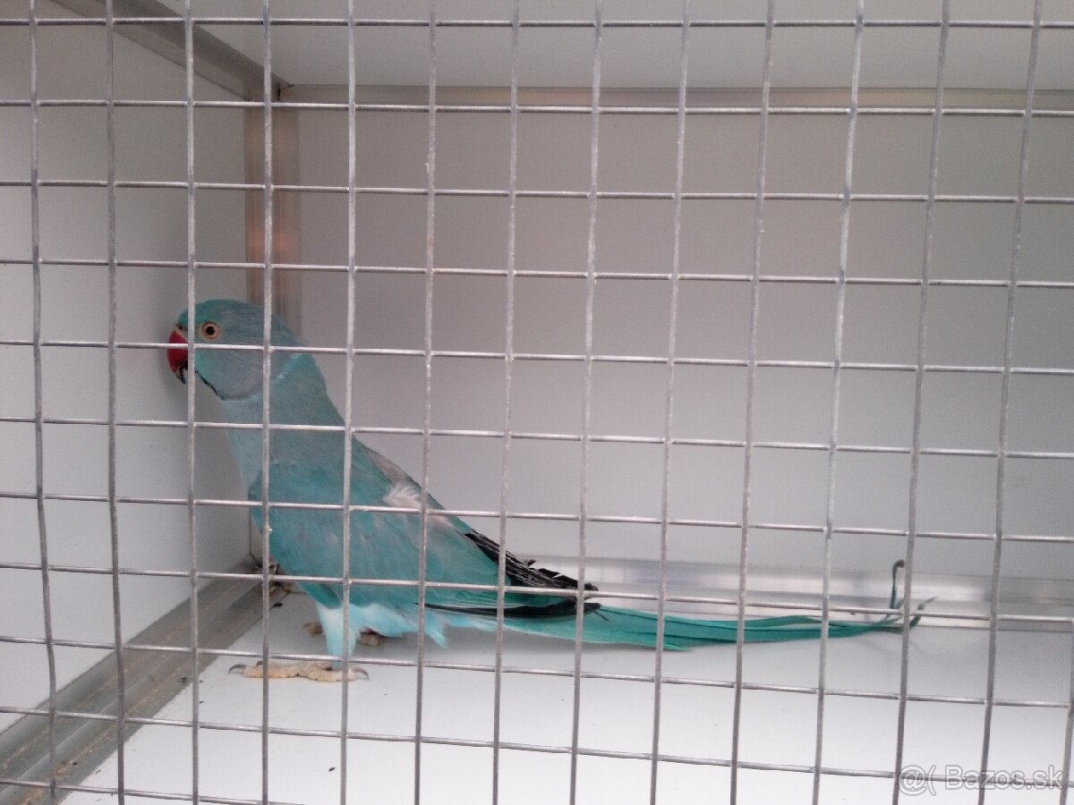 Alexandre malé ročník 24(DNA+PBFD test). - 4