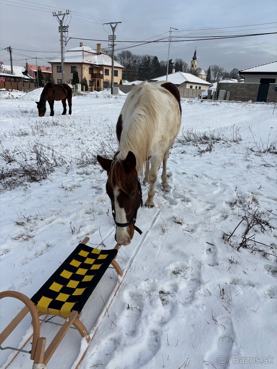 Žrebček na predaj - 4