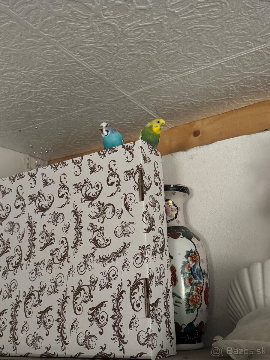 Len do milujucej rodiny Parik samec + samicka 🦜🦜 Andulky - 4