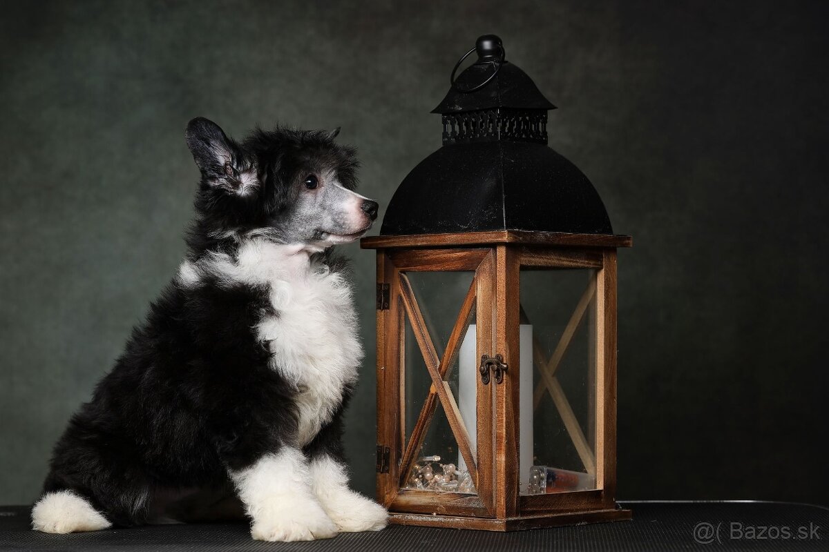 Čínsky chocholatý pes - labutienka - 4