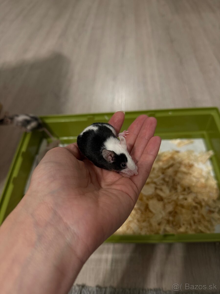Myší - 4