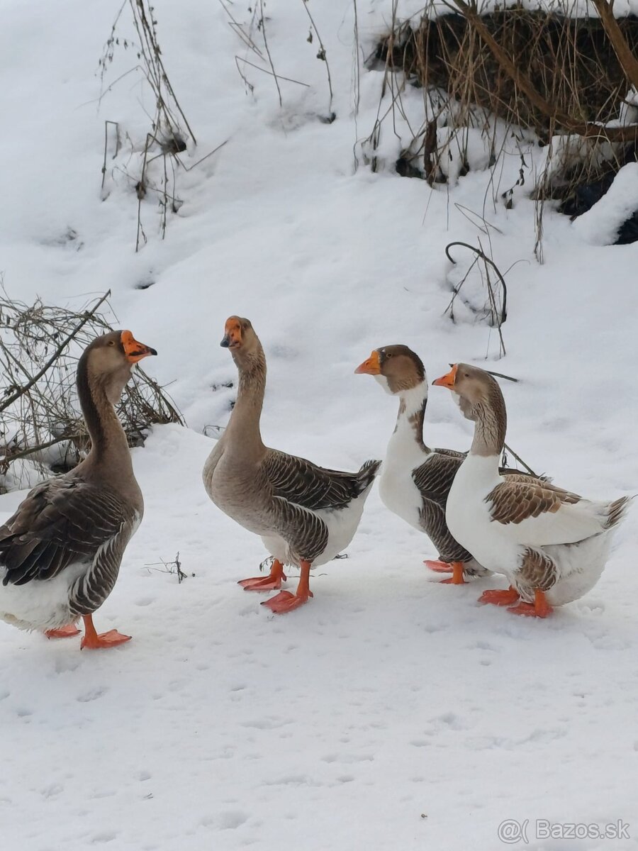 Cholmogorské Husi - 4