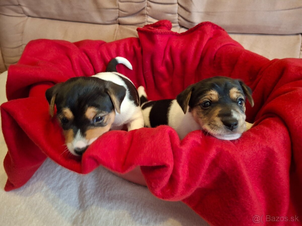 Jack Russell Teriér - 4