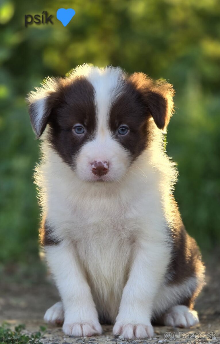 Border collie, kólia bez pp - 4