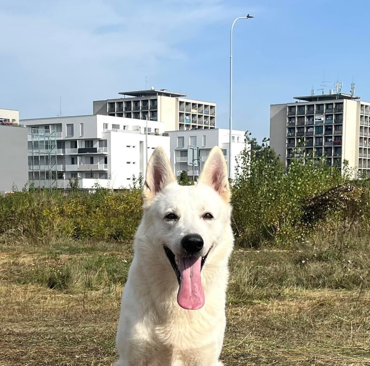 Biely švajčiarsky ovčiak , s PP - 4