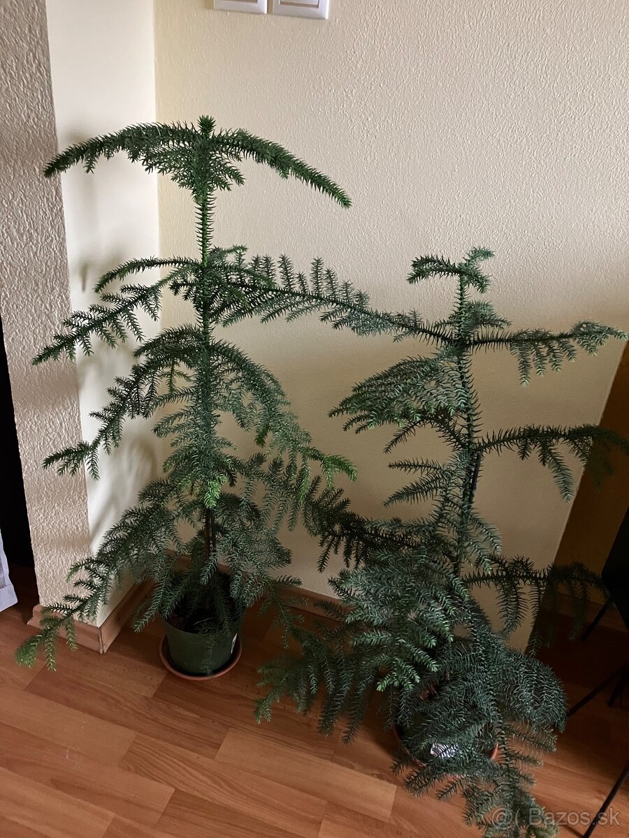 Izbová rastlina araucaria - 4