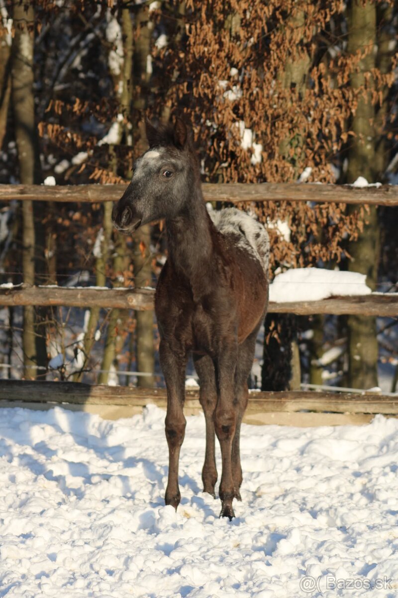 Black Pintaloosa SND Maxie - 4