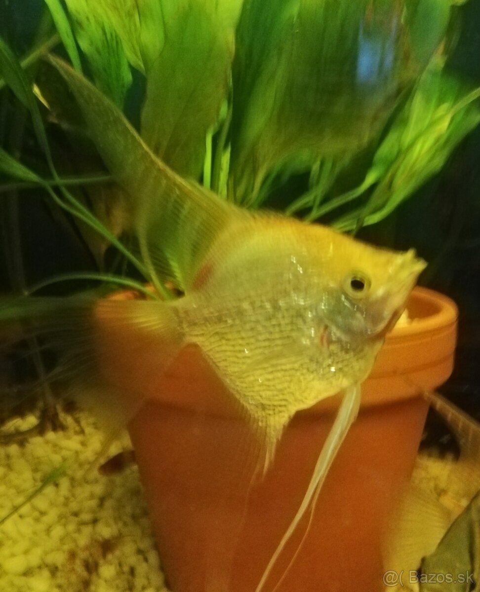 Párik skalárov - 4