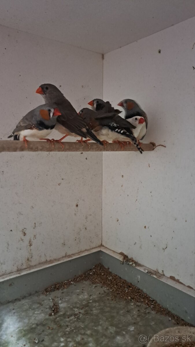 Predám zebričky - 4