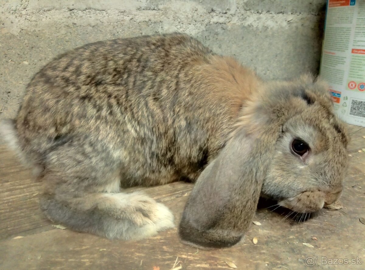 francúzsky baran - 4