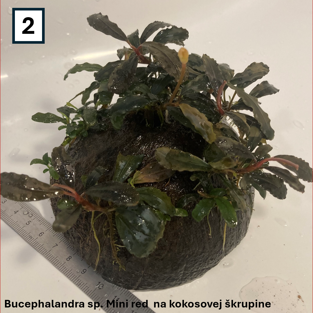 Akváriové rastliny na dekoráciach - 4