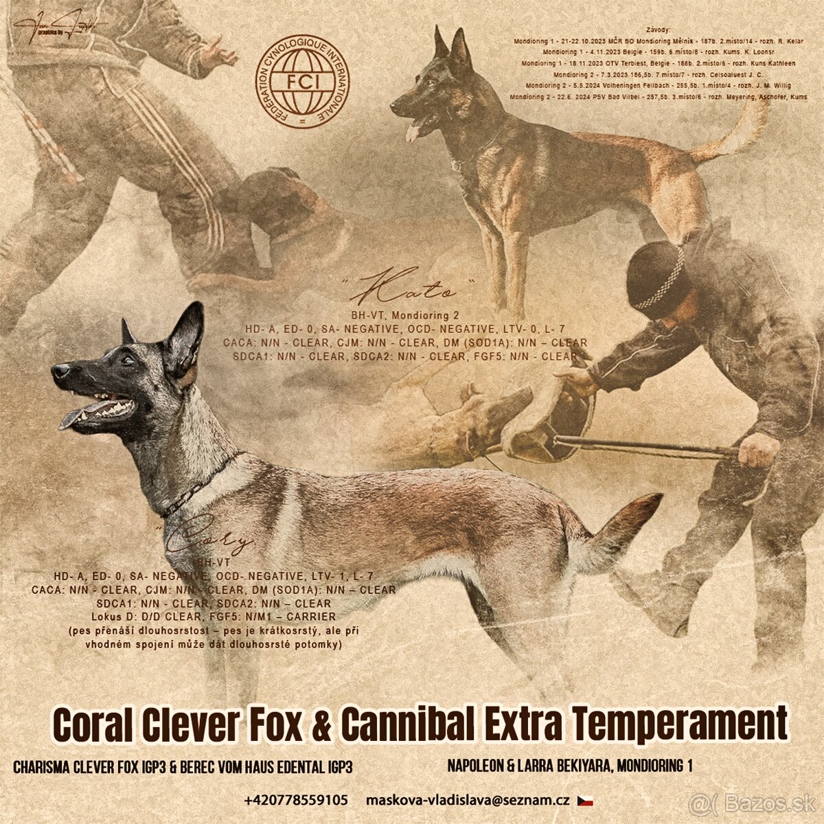 Belgický ovčiak Malinois s PP - 4