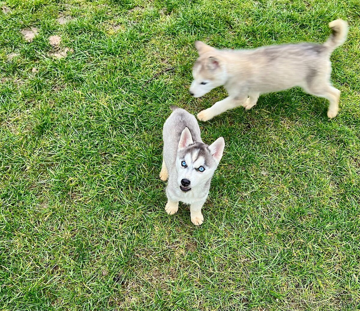 Steniatka sibirsky husky - 4