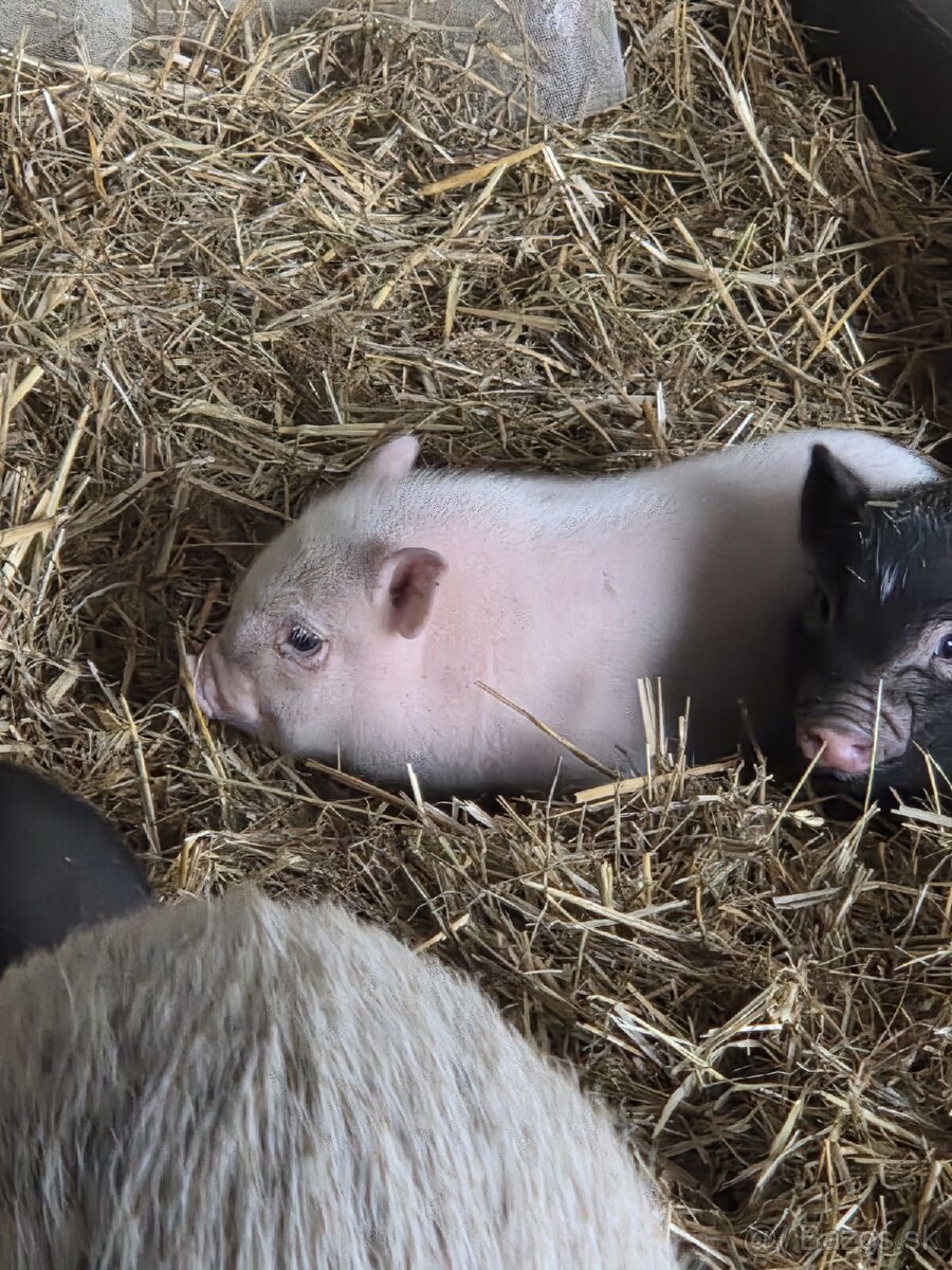 Vietnamské prasiatka - 4