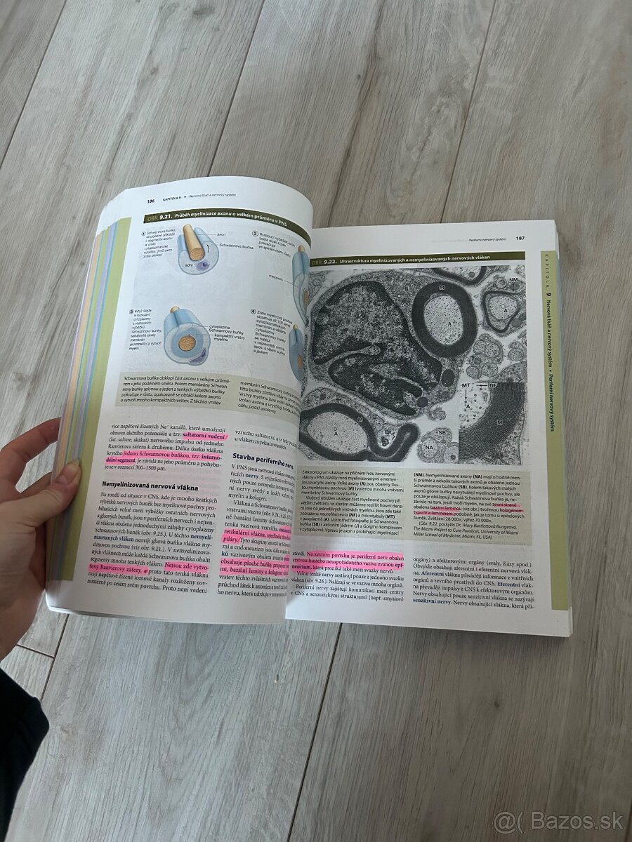 Janqueirove základy histológie - 4