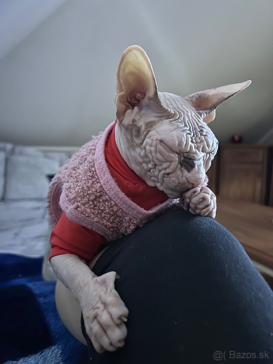 Don Sphynx PP - 4
