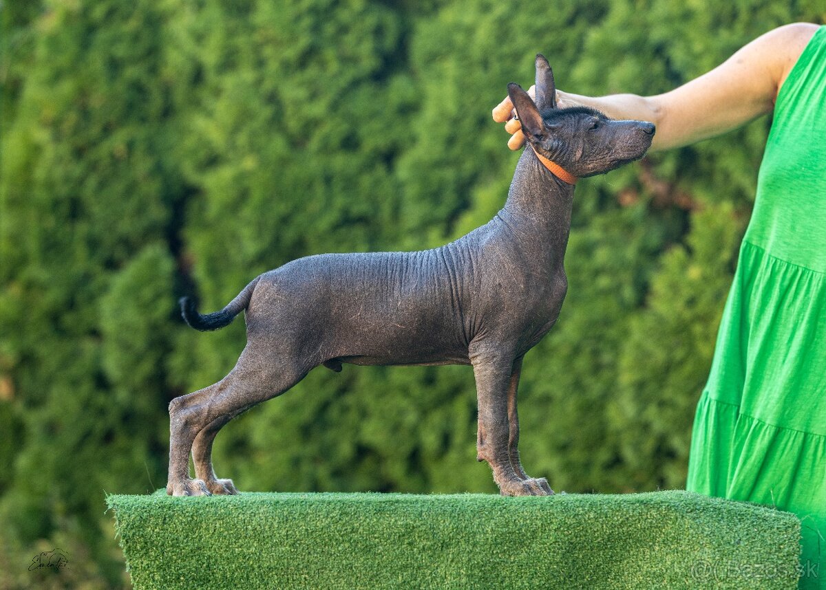 Mexický naháč - 4