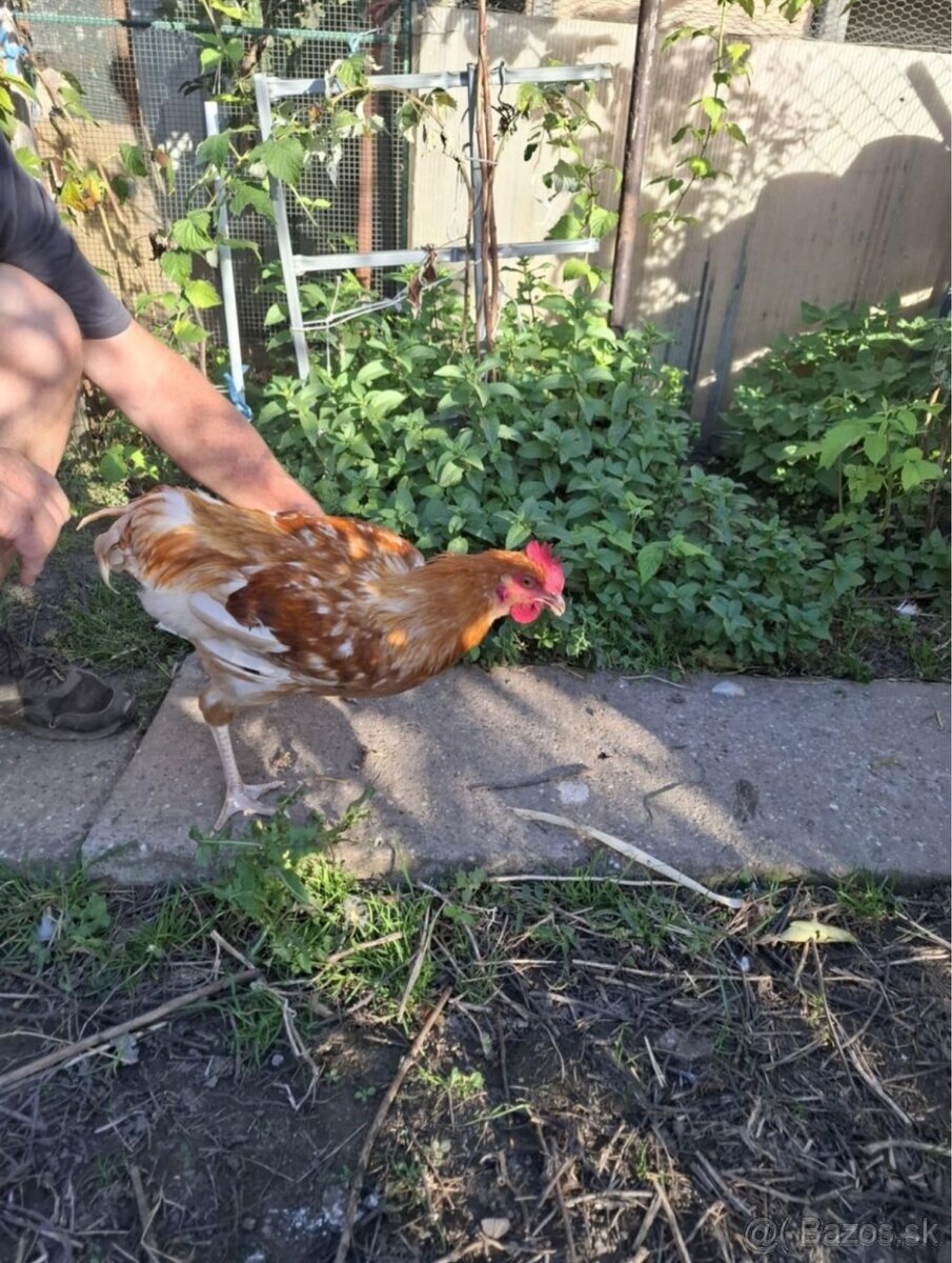 Predám 3 ks kohútov Dominant - 4