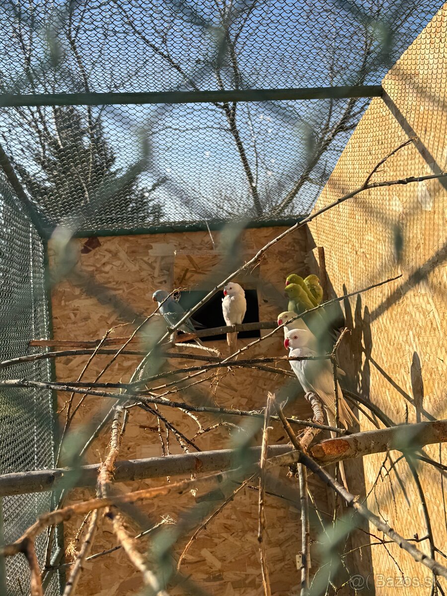 Alexandre malé , Papagáj spevavy - 4