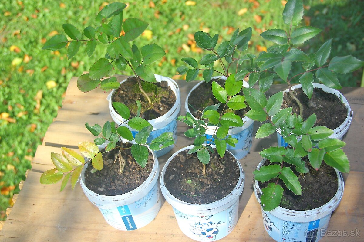 Zelený (živý, vždyzelený) plot (brečtan, mahónia) - 4