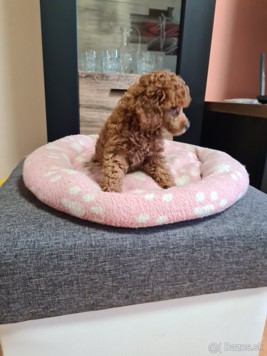 Pudel šťeniatka - 4
