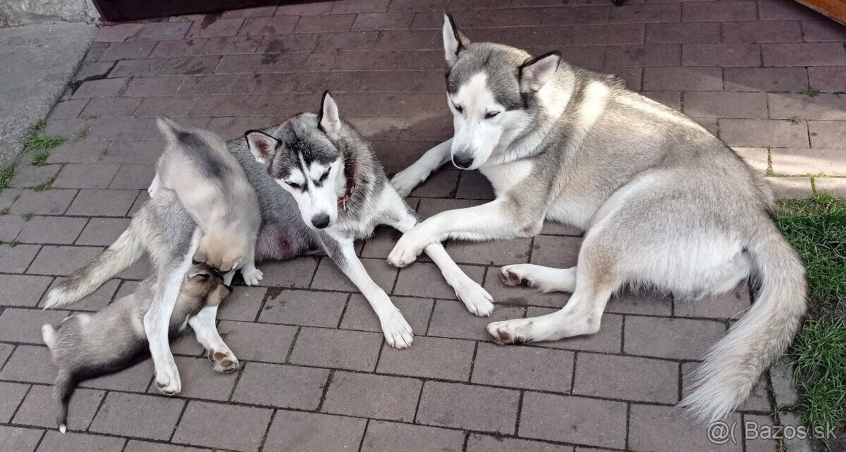 šteniatka Sibírsky Husky - 4