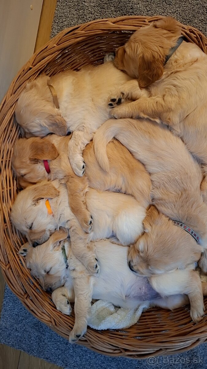 Zlaty retriever - 4
