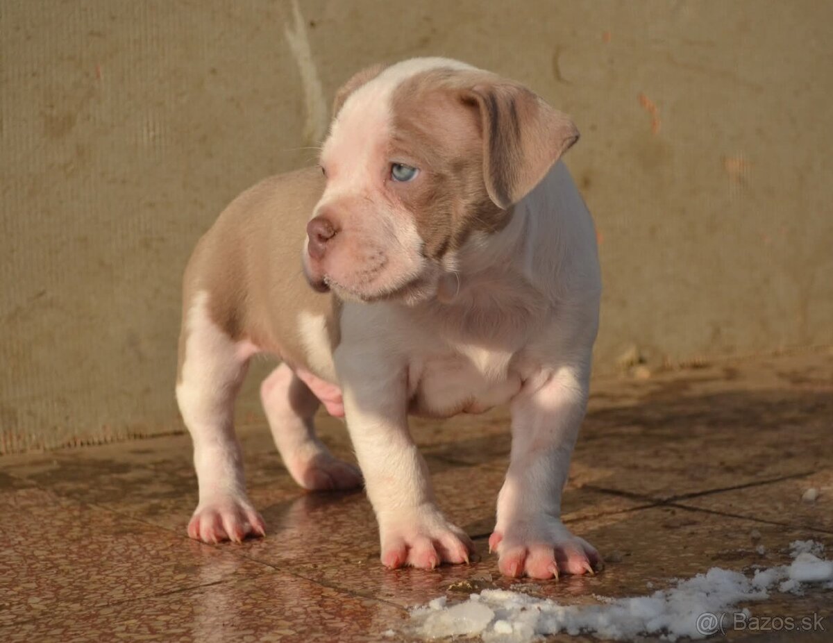 American bully pocket/standard - 4