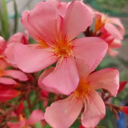 Oleandre - mladé zakorenené rastlinky - 4