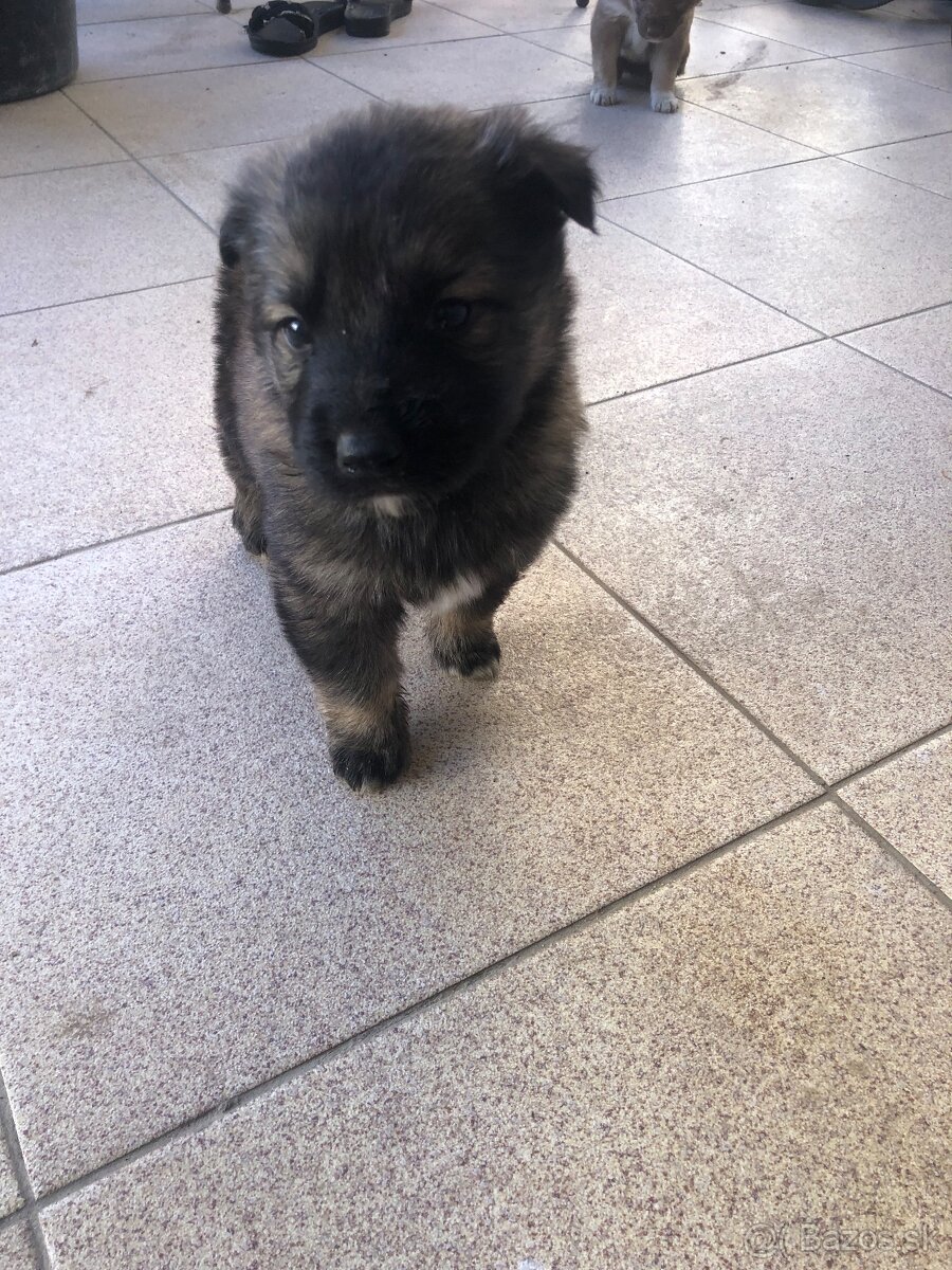 Darujem šteniatka - 4