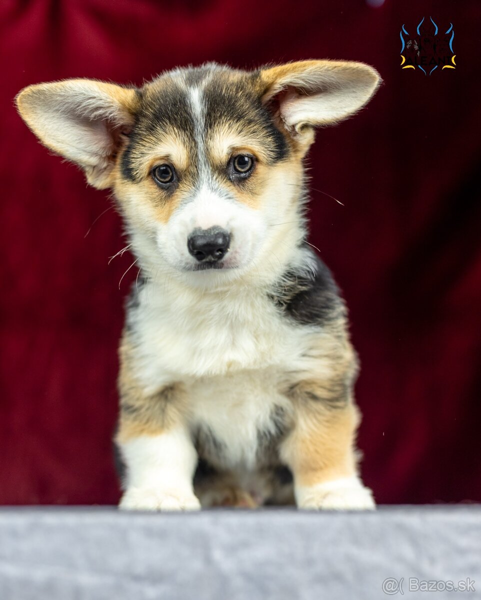 Welsh Corgi Pembroke, psík v trikolórnom sfarbení - 4